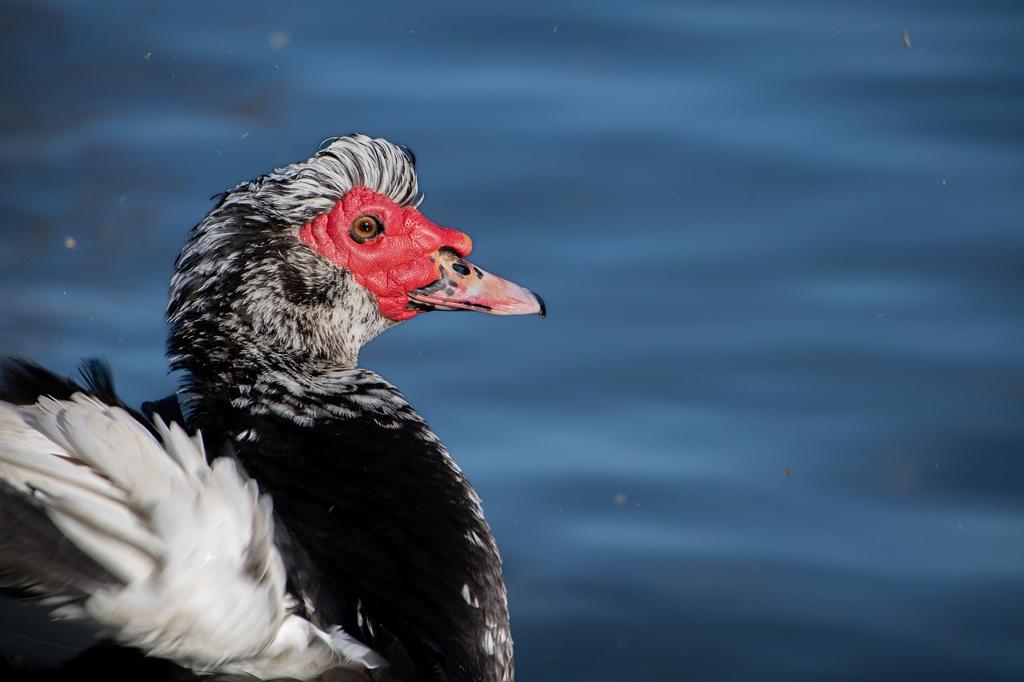 Duck Keten Kumaş Çeşitleri 🧵