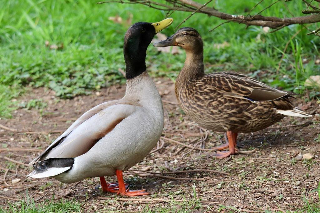 Duck Keten Kumaş Çeşitleri 🧵