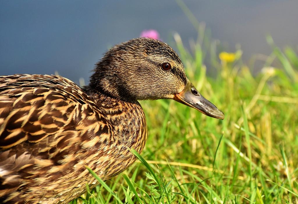 Duck Keten Kumaş Çeşitleri 🧵