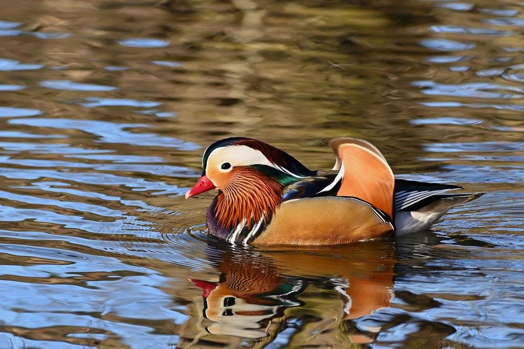 Duck Kumaş Çeşit 🧵