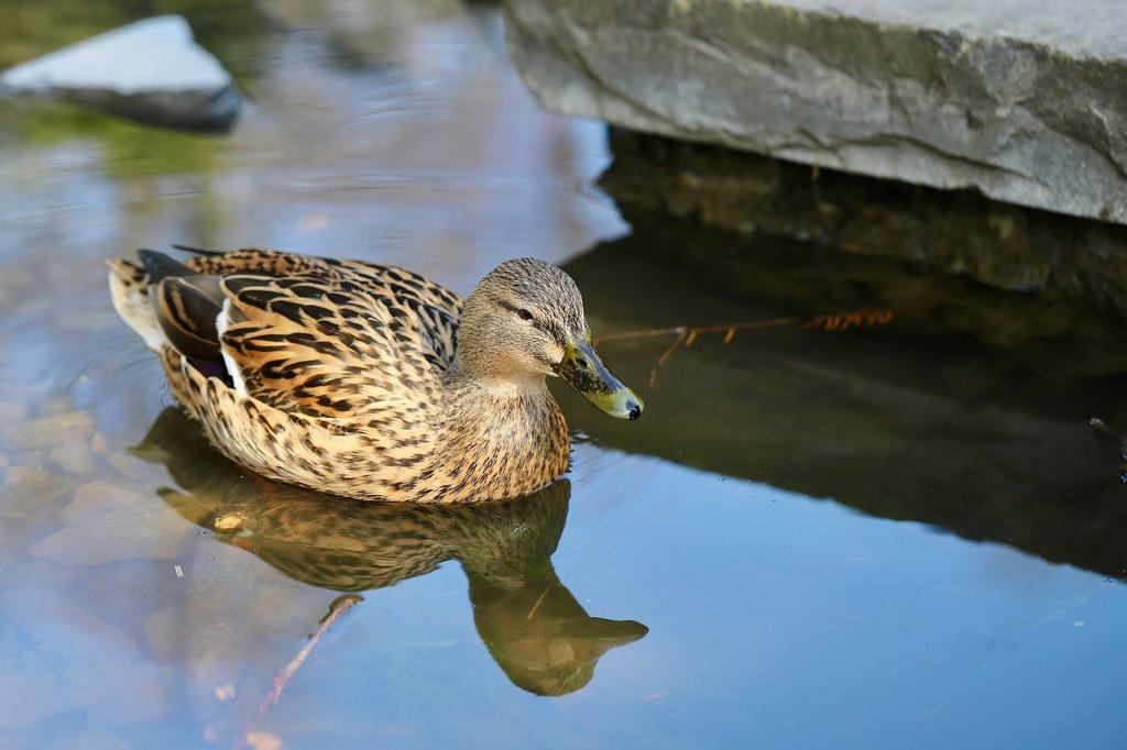 Duck Kumaş Çeşit 🧵