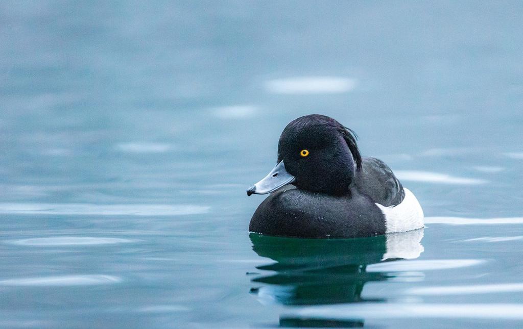 Duck Kumaş Çeşitleri Venedik 🧵