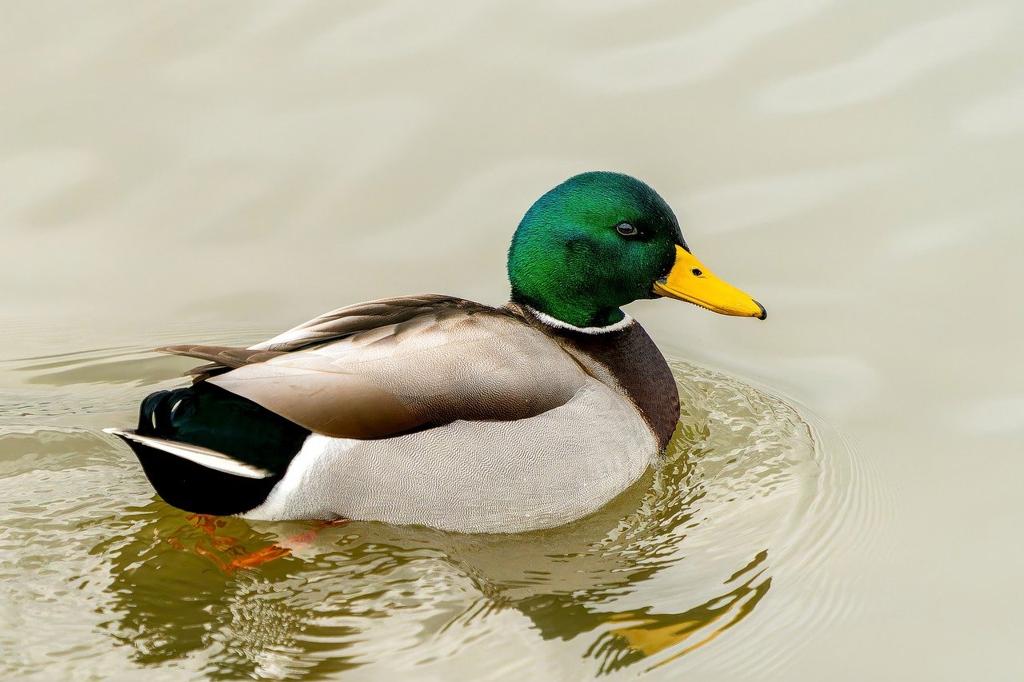 Duck Kumaş Çeşitleri Venedik 🧵