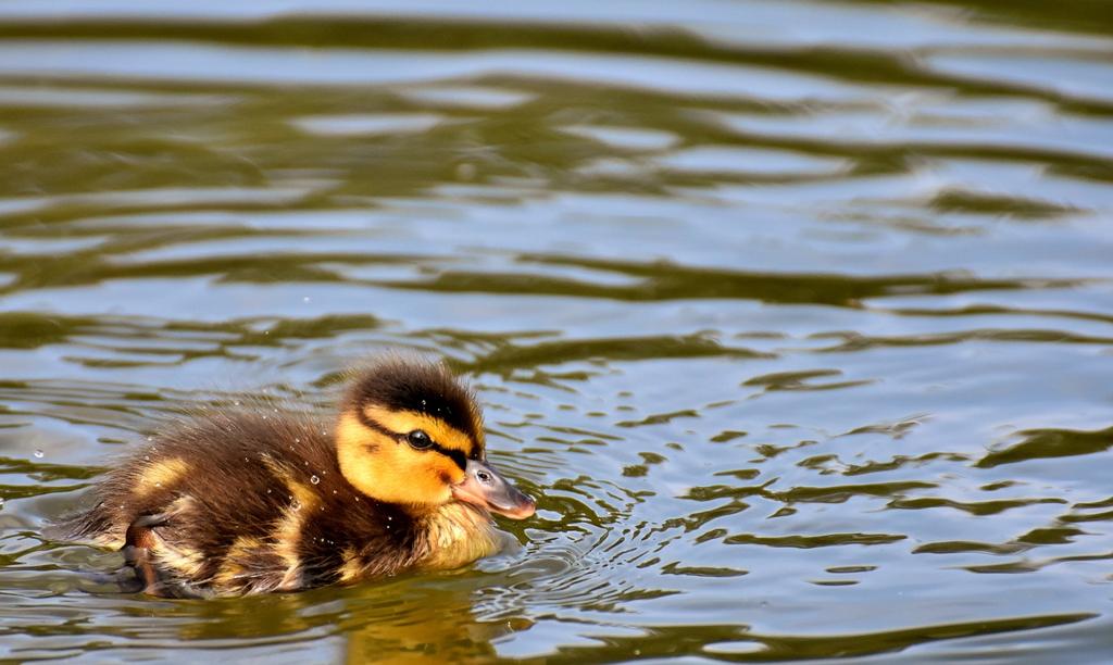 Duck Kumaş Çeşitleri Venedik 🧵