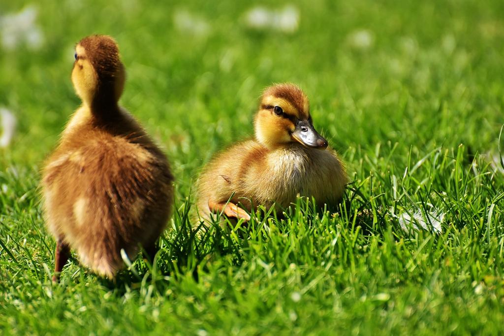 Duck Kumaş Çeşitleri Venedikli 🧵