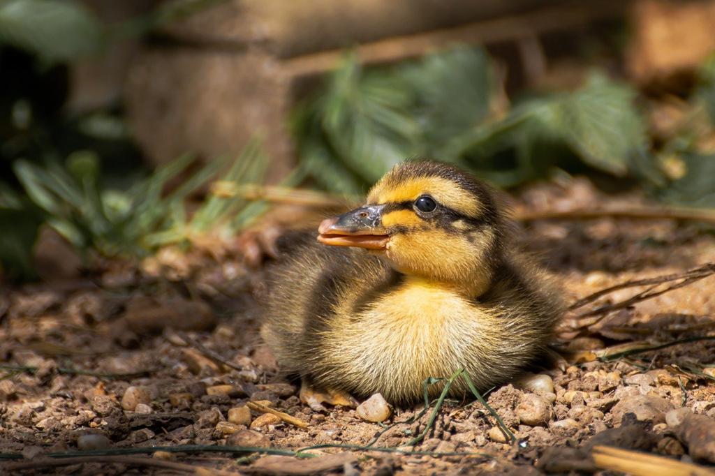 Duck Kumaş Çeşitleri Venedikli 🧵