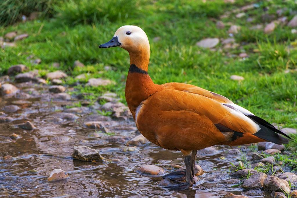 Duck Kumaş Çeşitleri Venedikli 🧵