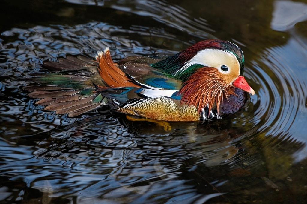 Duck Kumaş Çeşitleri Venedikli 🧵