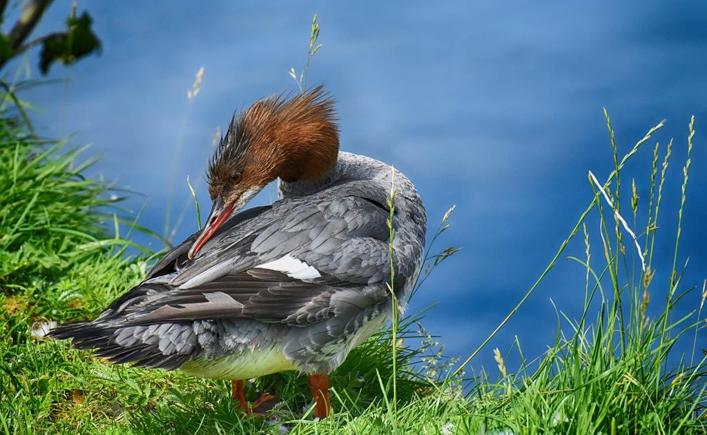 Duck Kumaş Çeşitleri 🧵