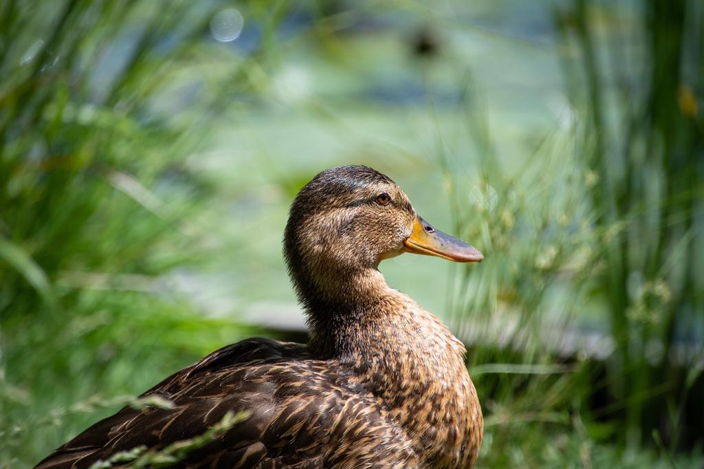 Duck Kumaş Çeşitleri 🧵