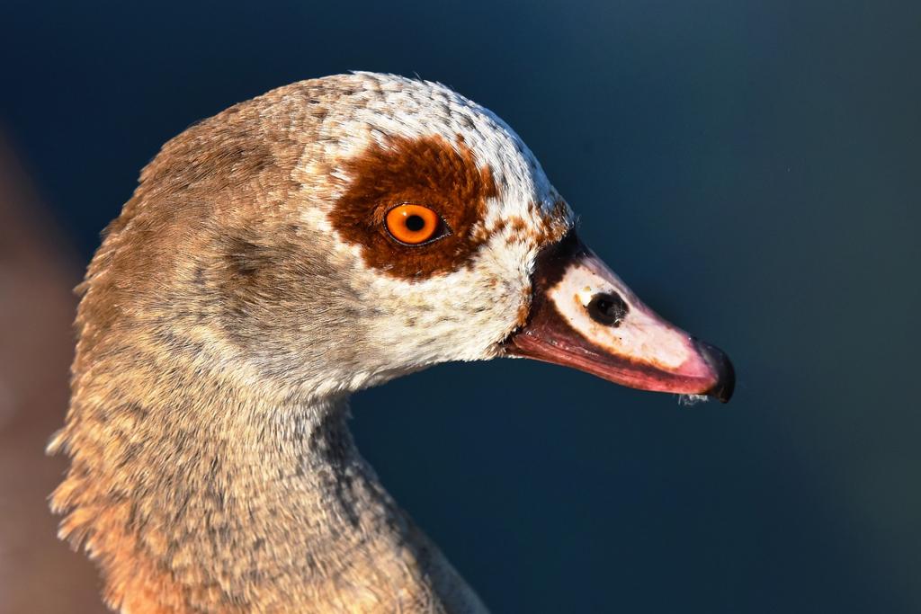 Duck Kumaş Çeşitleri 🧵