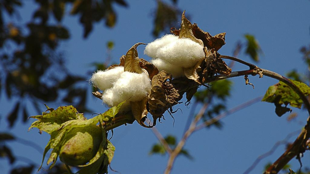 İpekli Pamuklu Kumaş Çeşitleri Nelerdir 🧵