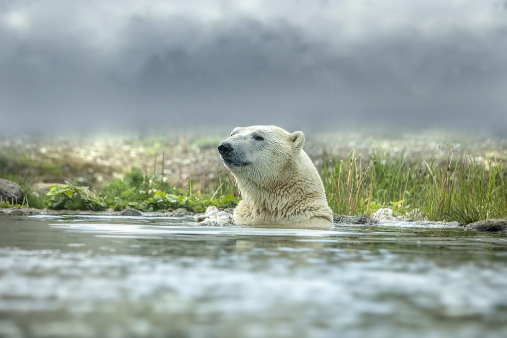 Kare Polar Kumaş Çeşitleri 🧵