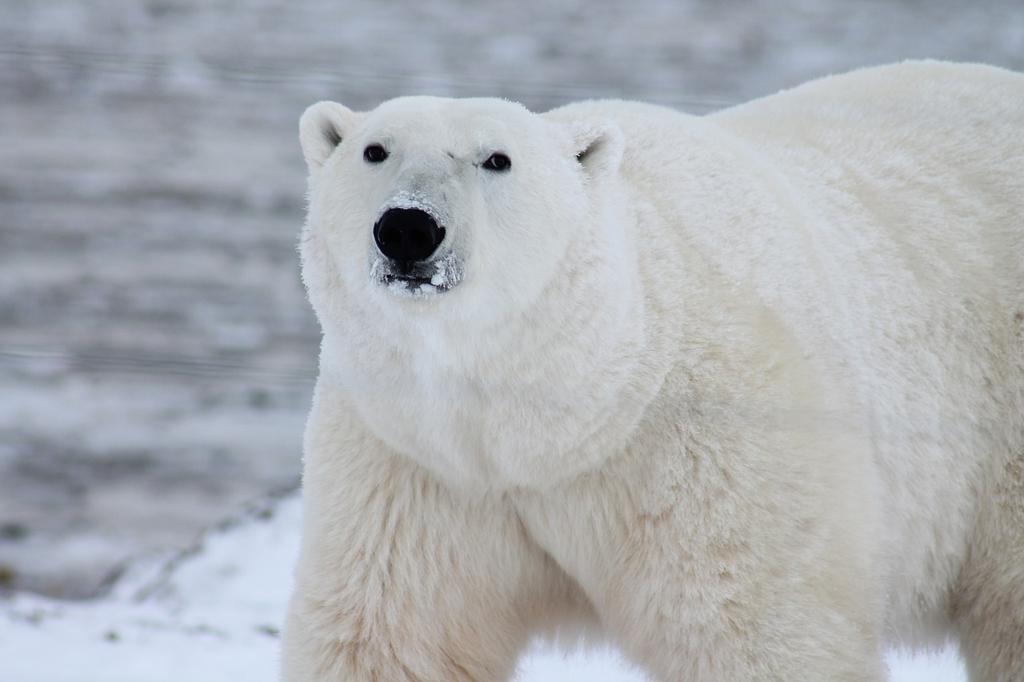 Kare Polar Kumaş Çeşitleri 🧵