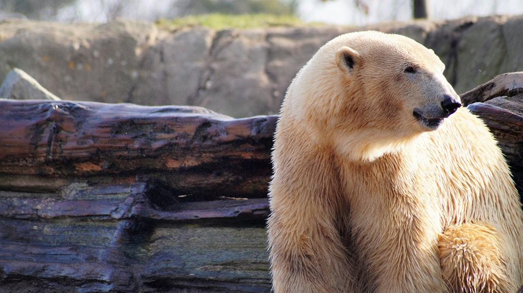 Polar Kumaş Çeşitleri Ve Fiyatları