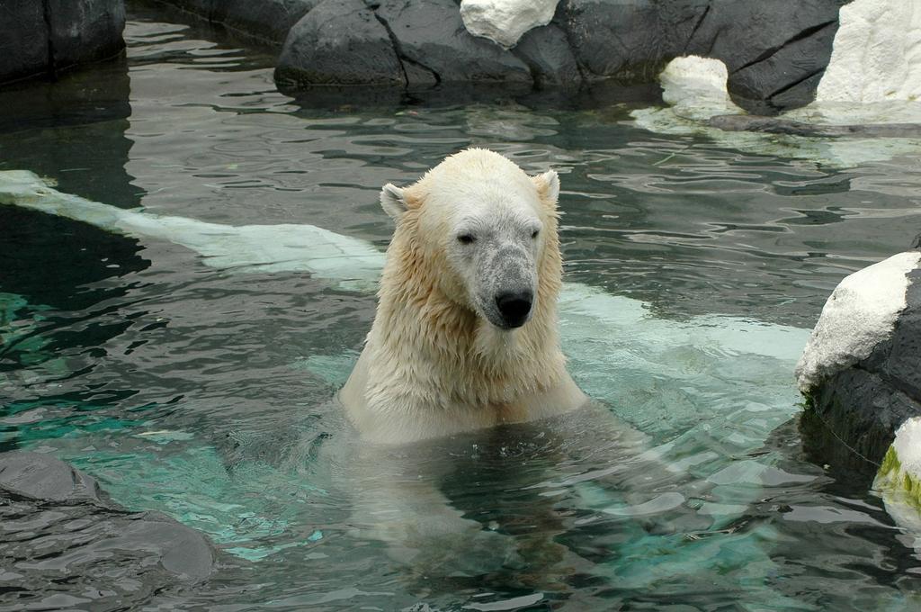 Polar Kumaş Çeşitleri Ve Fiyatları