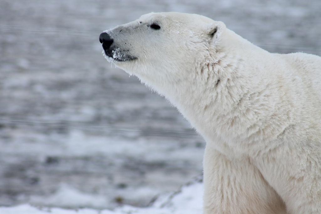 Polar Kumaş Çeşitleri Ve Fiyatları