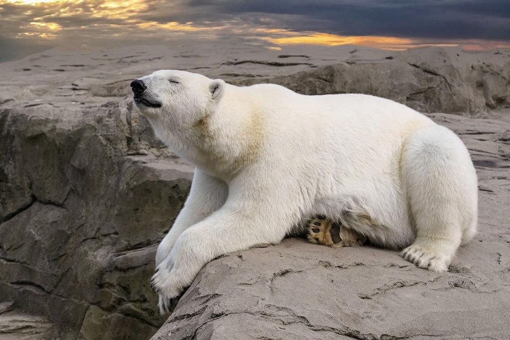 Polar Kumaş Çeşitleri