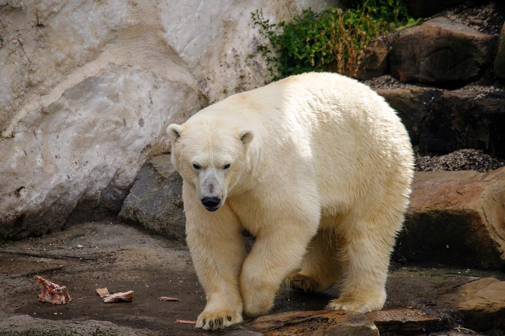 Polar Kumaş Çeşitleri