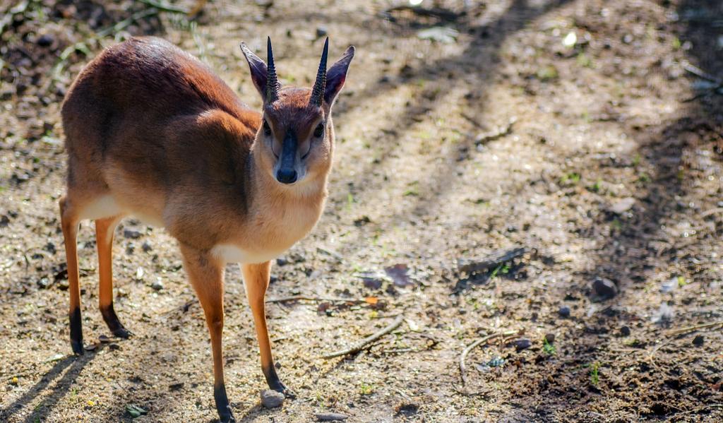 Suni Deri Kumaş Çeşitleri