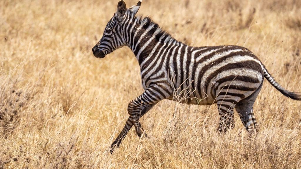 Zebra Perde Kumaş Çeşitleri