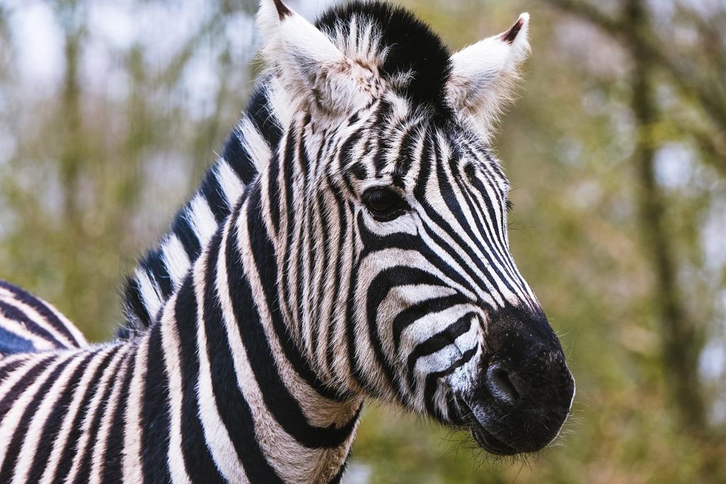 Zebra Perde Kumaş Çeşitleri